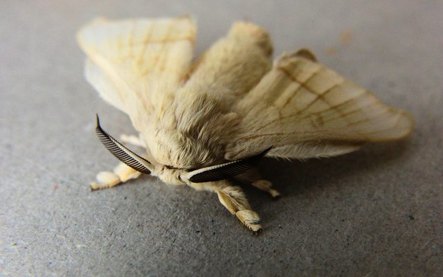 Domestic Silkworm reference