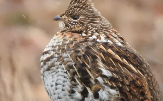 Ruffed Grouse reference