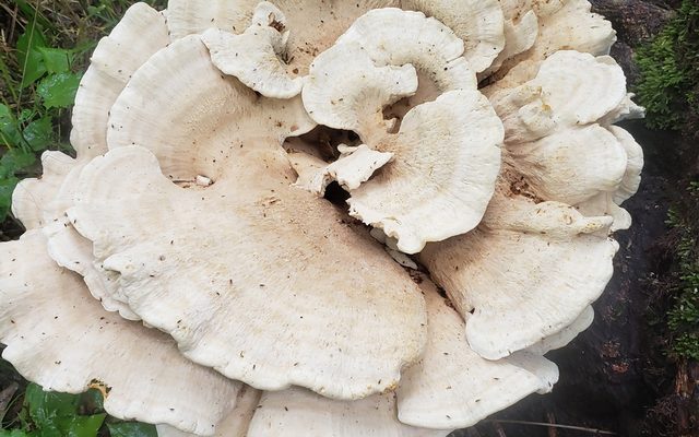 Berkeley's Polypore reference