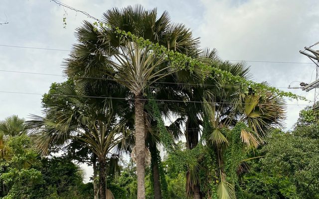 Asian Palmyra Palm reference