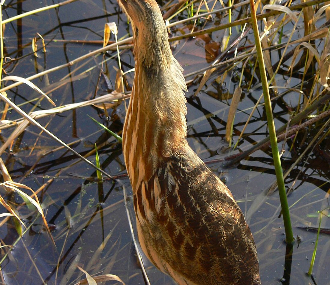 American Bittern reference