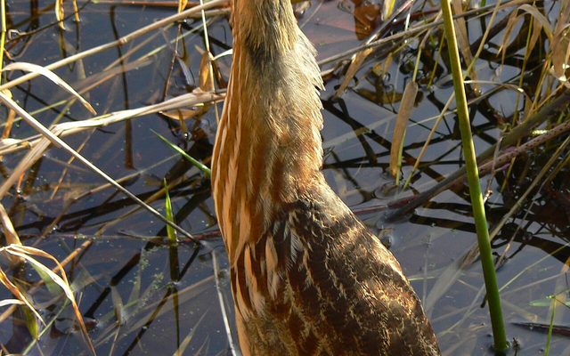 American Bittern reference