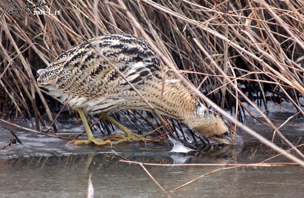 Eurasian Bittern reference