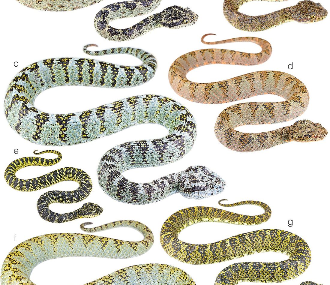 Eyelash Viper reference