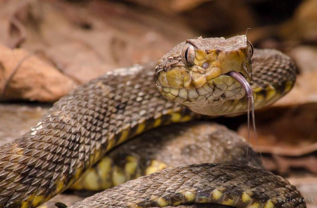Bothrops atrox reference