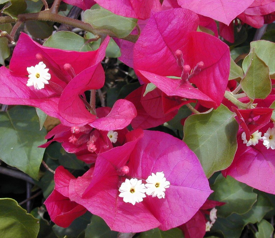 beautiful bougainvillea reference