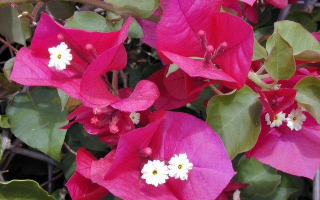 Great Bougainvillea reference