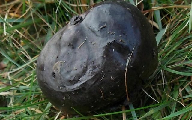 Black Puffball reference
