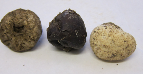 Grey Puffball reference