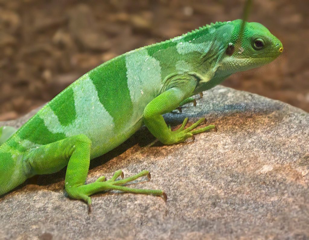 Fiji Banded Iguana reference