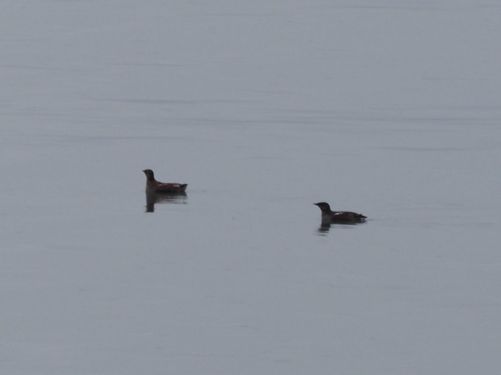 Marbled Murrelet reference