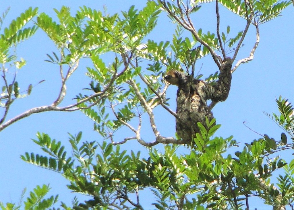 Pale-throated Sloth reference