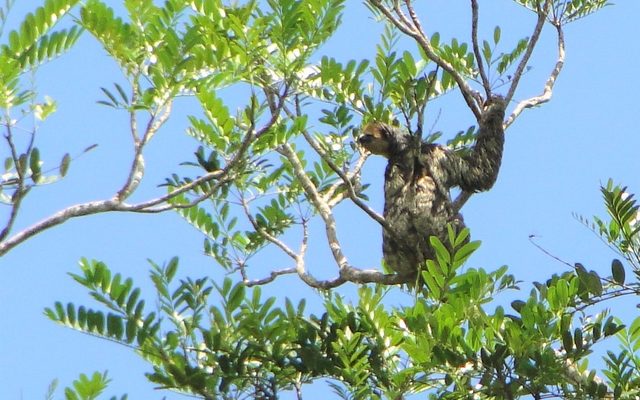 Pale-throated Sloth reference