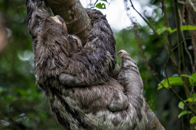 Brown-throated Sloth reference