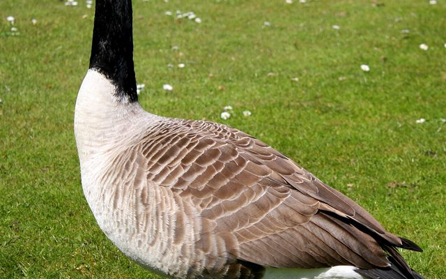 Canada Goose reference