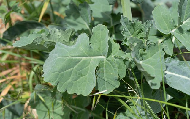 Wild Cabbage reference