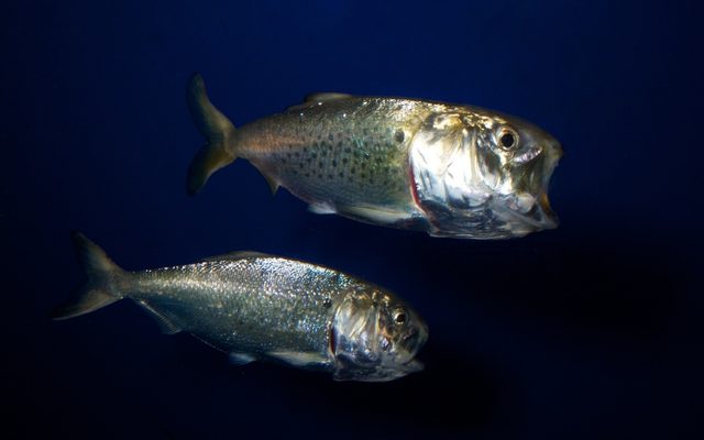 Atlantic Menhaden reference