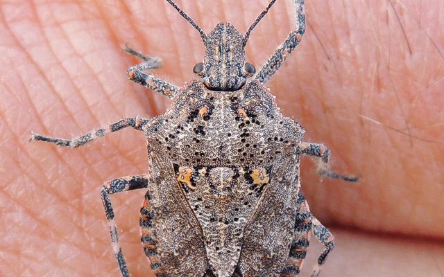 Rough Stink Bug reference