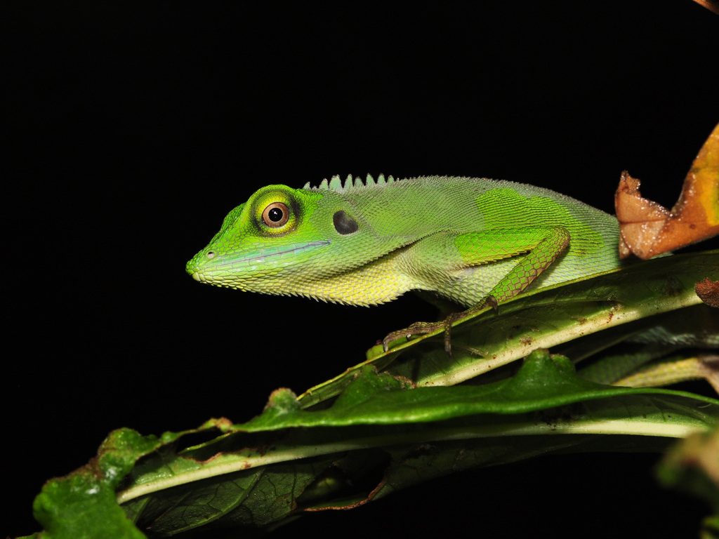 Green Crested Lizard reference