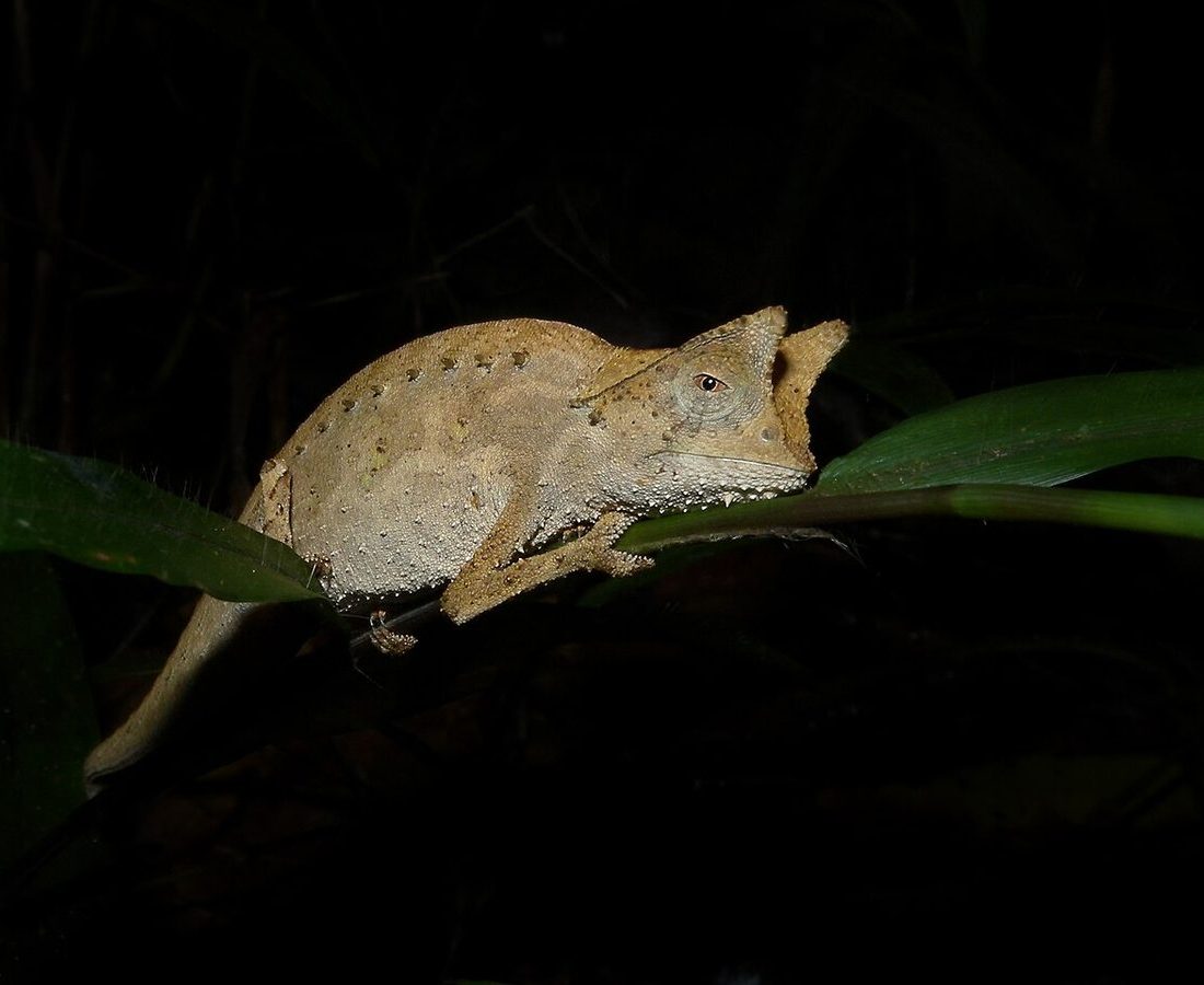 Brookesia Leaf Chameleon reference
