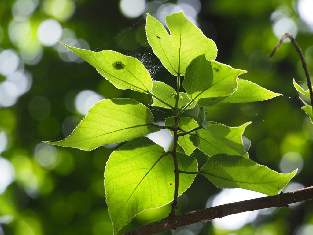 Paper mulberry reference