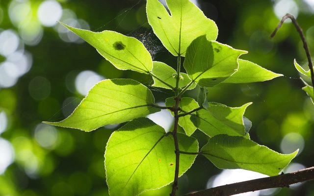 Paper Mulberry reference
