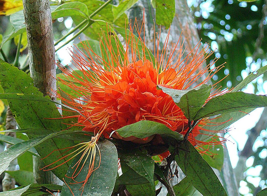 flame tree reference