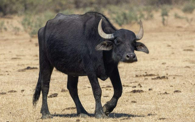 Domestic Water Buffalo reference