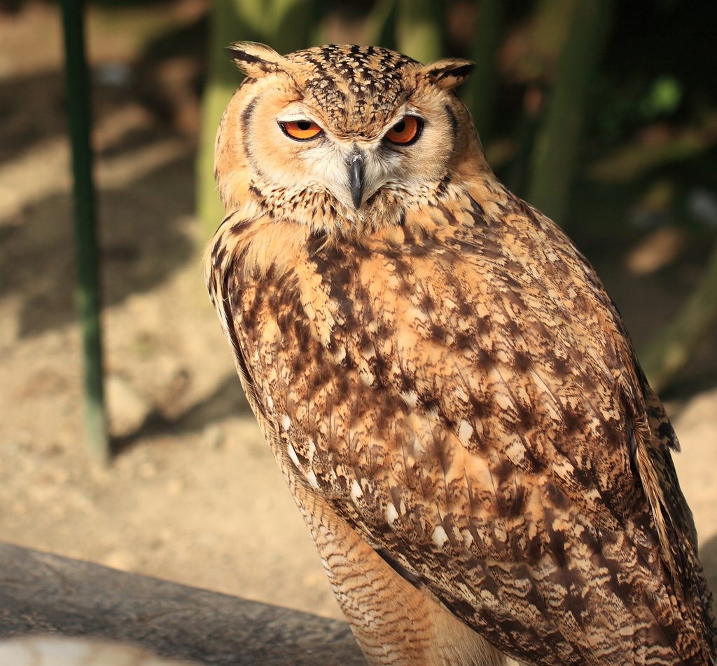 Pharaoh Eagle-Owl reference