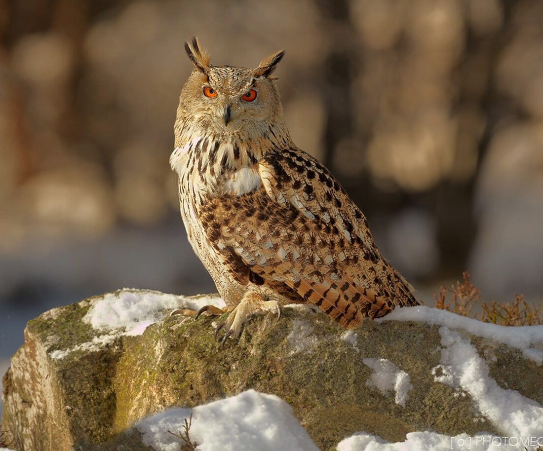 Eurasian Eagle-Owl reference