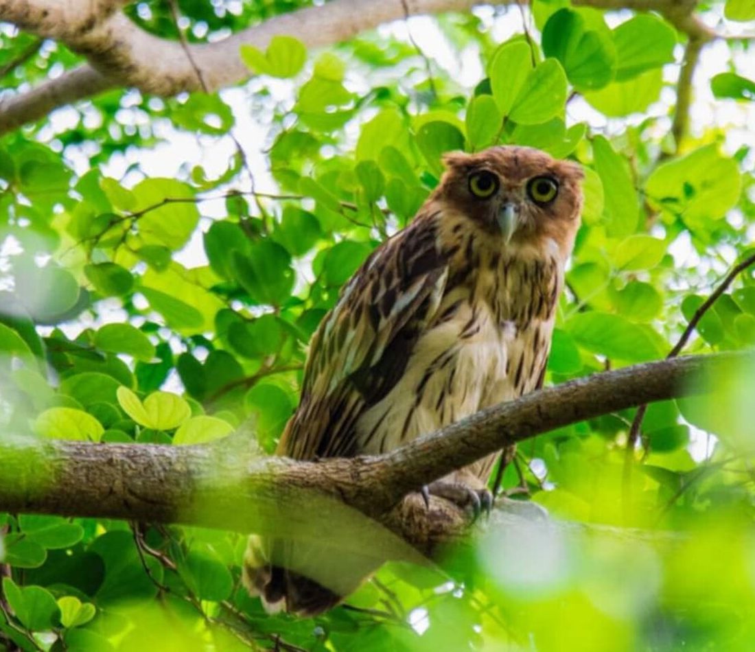 Philippine Eagle-Owl reference