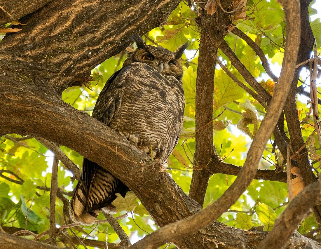Magellanic Horned Owl reference