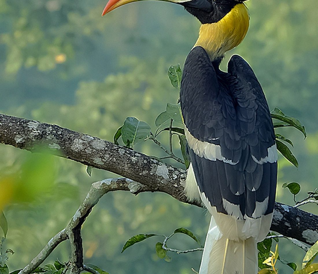 Great Hornbill reference