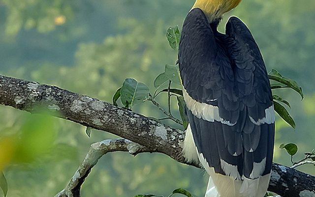 Great Hornbill reference