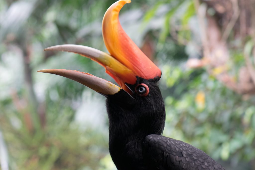 Rhinoceros Hornbill reference
