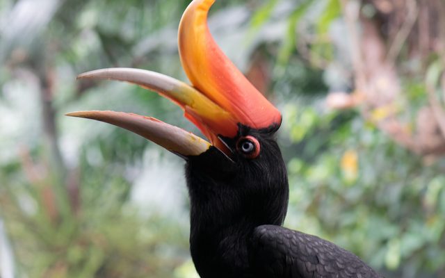 Rhinoceros Hornbill reference