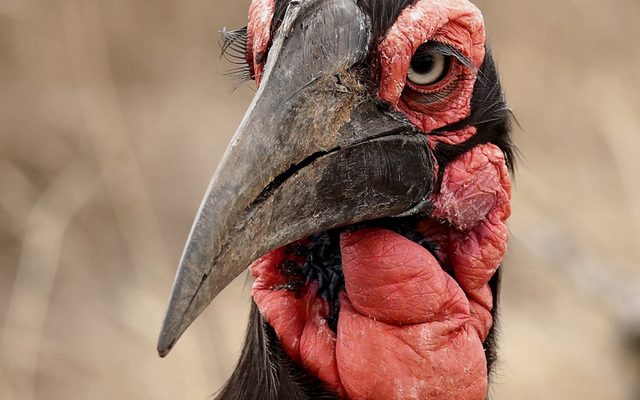 Southern Ground Hornbill reference