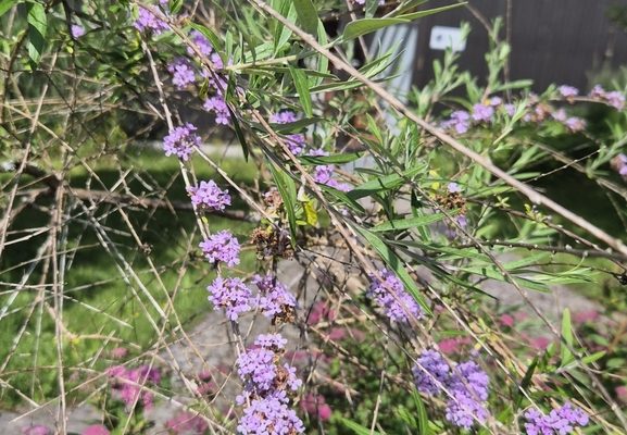 Alternate-Leaved Butterfly Bush reference