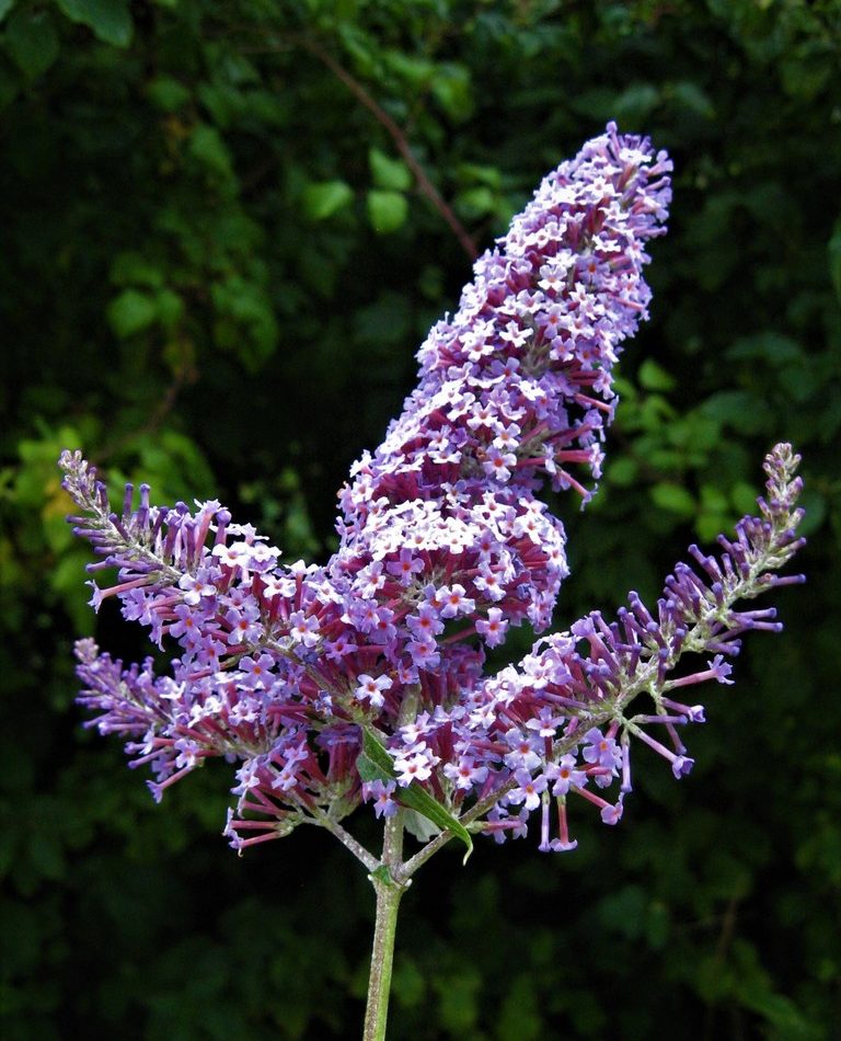 Butterfly bush reference