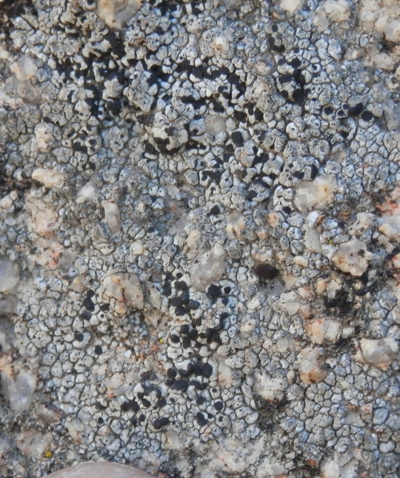 Buellia dispersa reference