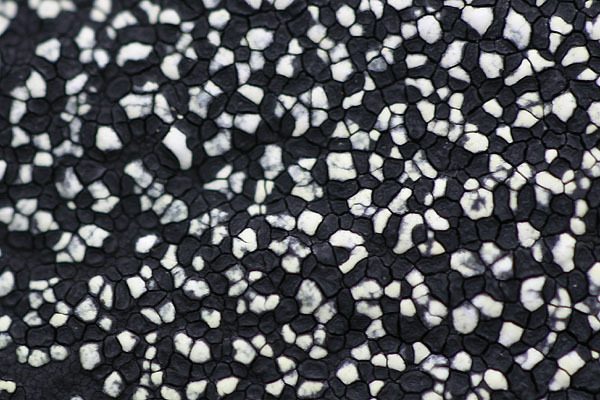 Black Lichen reference