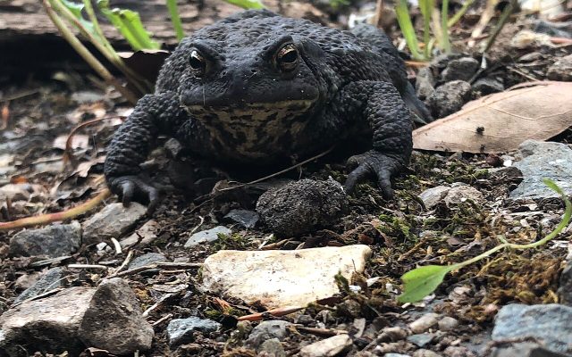 Common Toad reference