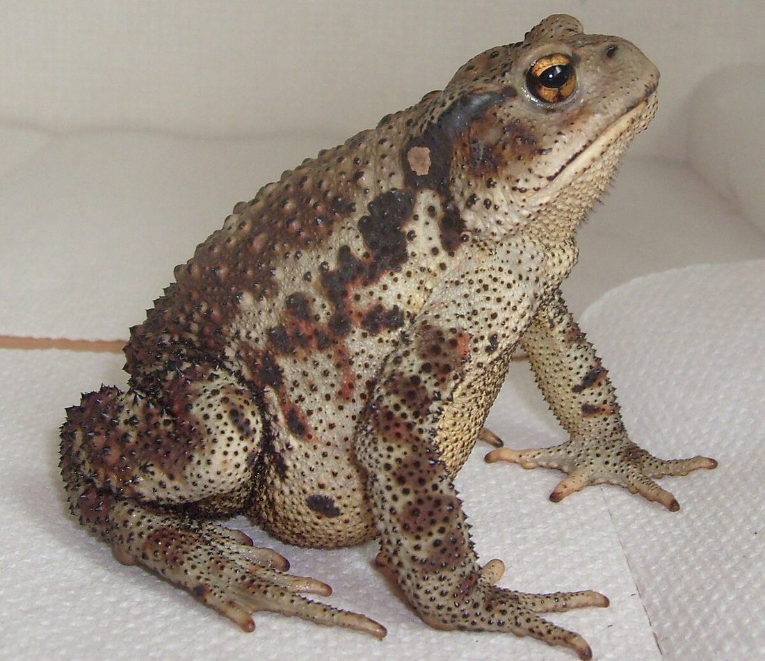 Asiatic Toad reference