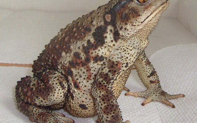 Asiatic Toad reference