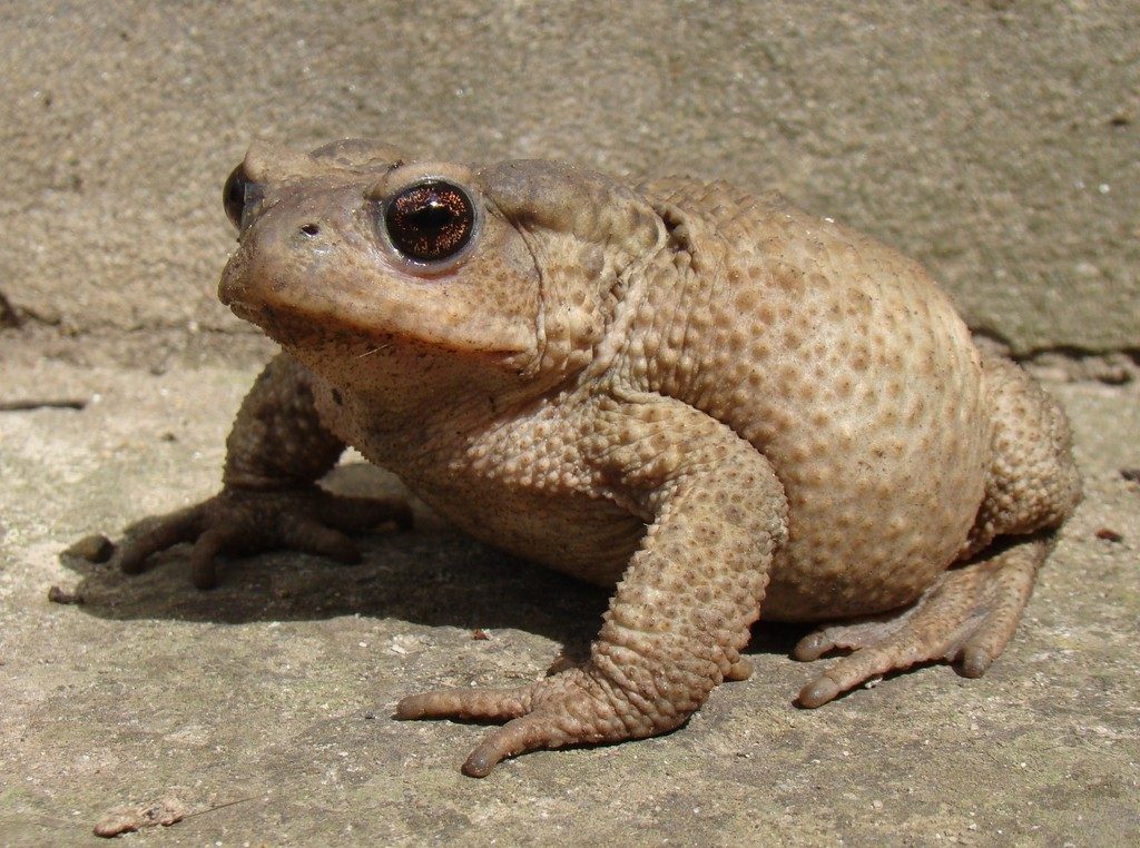 Caucasian Toad reference