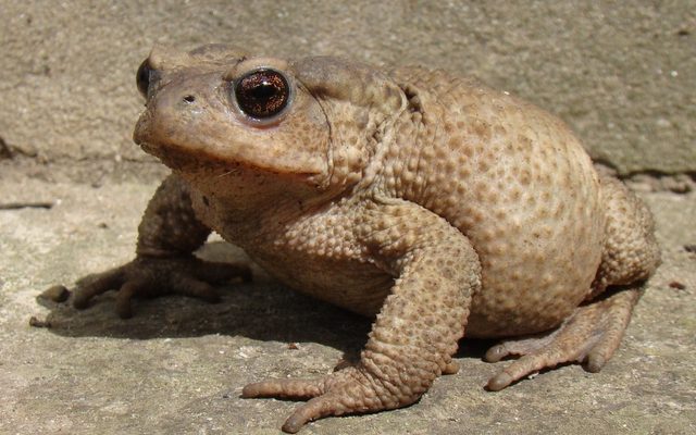 Caucasian Toad reference