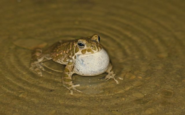 European Green Toad reference