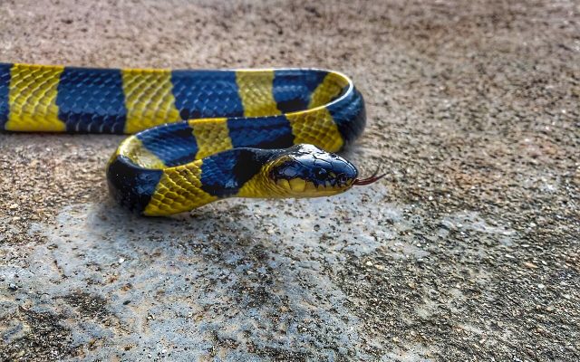 Banded Krait reference