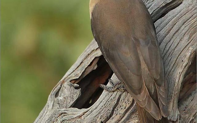 Red-billed Oxpecker reference