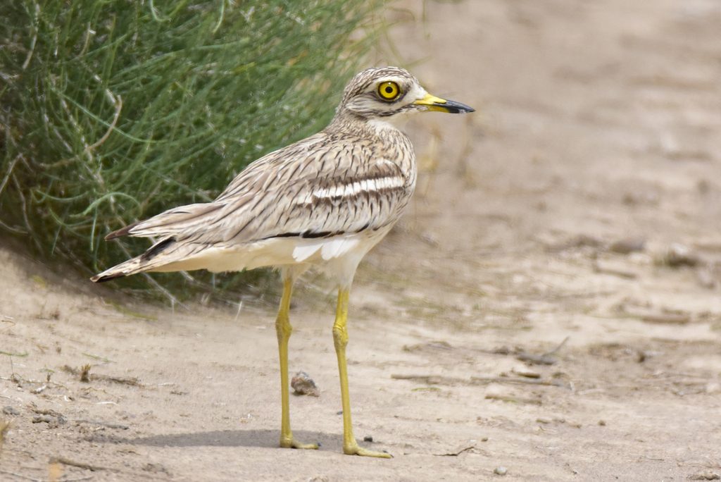 Eurasian Stone-curlew reference